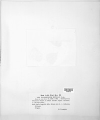 Phacidium betulinum image